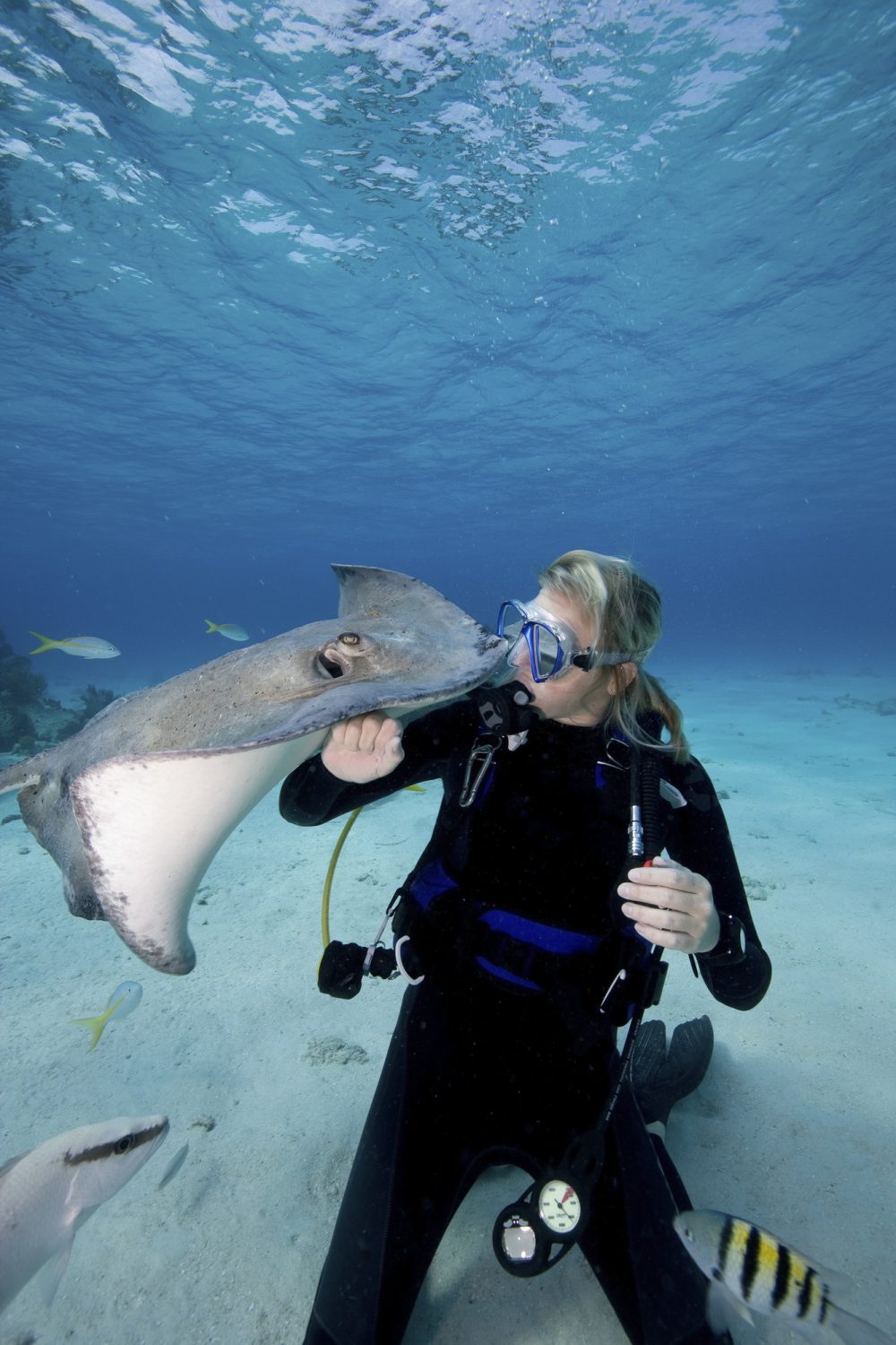 scuba-diver-interacts-with-southern-stingrays-dasyatis-americana-.jpg